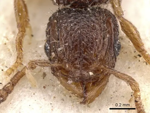 Tetramorium chloe - CASENT0901165