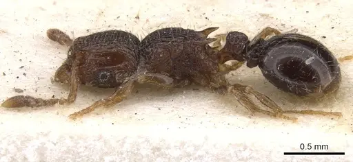 Tetramorium chloe - CASENT0901165