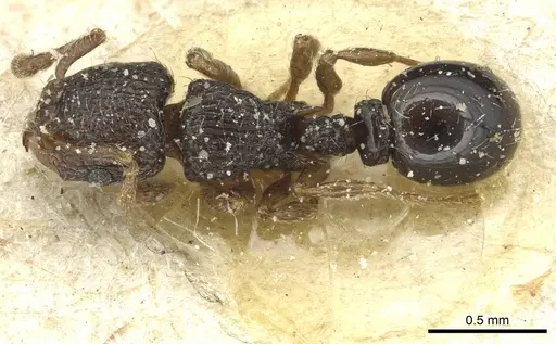 Tetramorium chloe - CASENT0913989