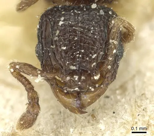 Tetramorium chloe - CASENT0913989