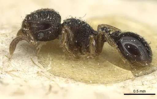 Tetramorium chloe - CASENT0913989