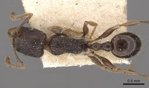 Tetramorium christiei specimen