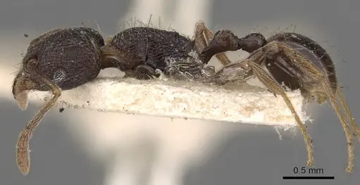 Tetramorium christiei specimen