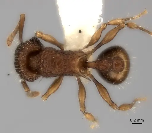 Tetramorium ciliatum specimen