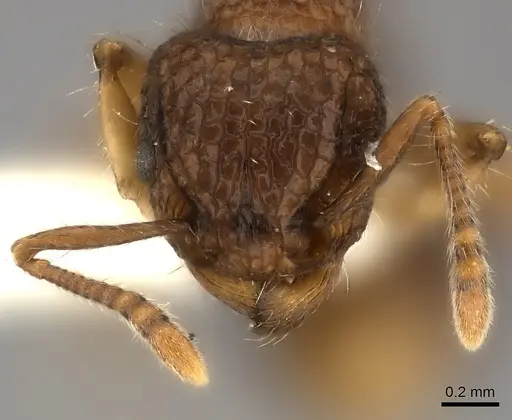 Tetramorium ciliatum specimen