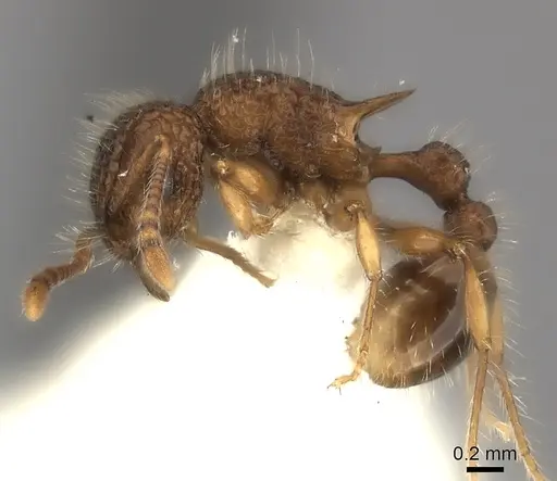 Tetramorium ciliatum specimen