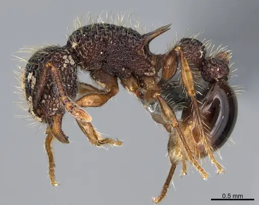Tetramorium ciliatum - CASENT0268987