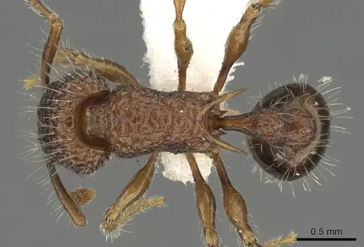 Tetramorium ciliatum - CASENT0901102