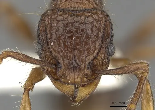Tetramorium ciliatum - CASENT0901102