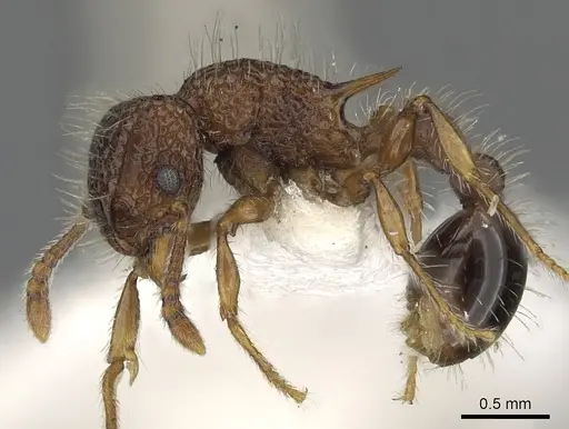 Tetramorium ciliatum - CASENT0901102