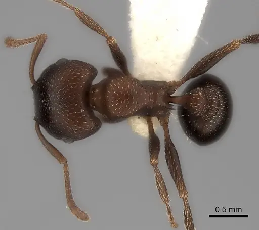 Tetramorium clunum specimen
