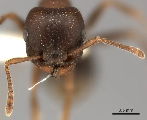 Tetramorium clunum specimen