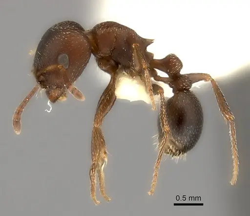 Tetramorium clunum specimen