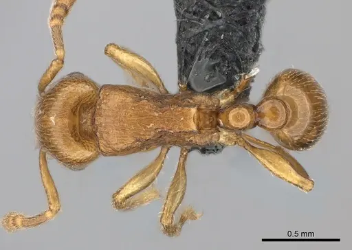 Tetramorium cognatum specimen
