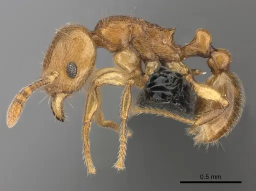 Tetramorium cognatum specimen