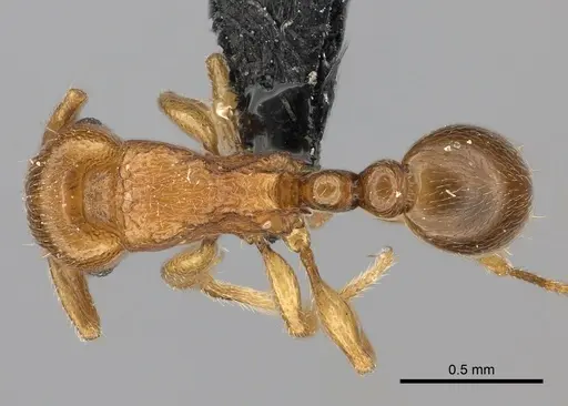 Tetramorium cognatum - CASENT0067891