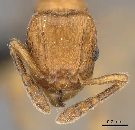 Tetramorium cognatum - CASENT0067891