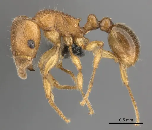 Tetramorium cognatum - CASENT0067891