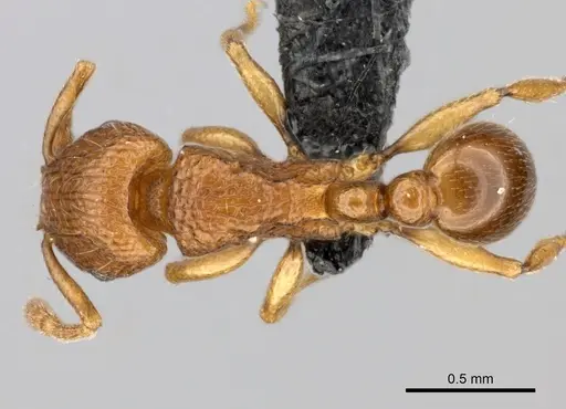 Tetramorium cognatum - CASENT0073192