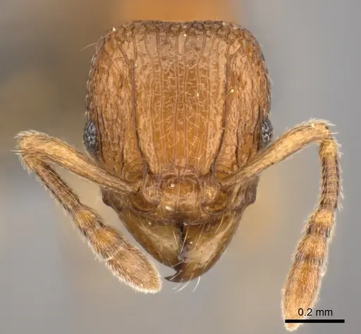 Tetramorium cognatum - CASENT0073192