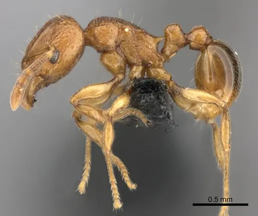 Tetramorium cognatum - CASENT0073192