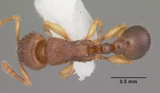 Tetramorium cognatum - CASENT0102343