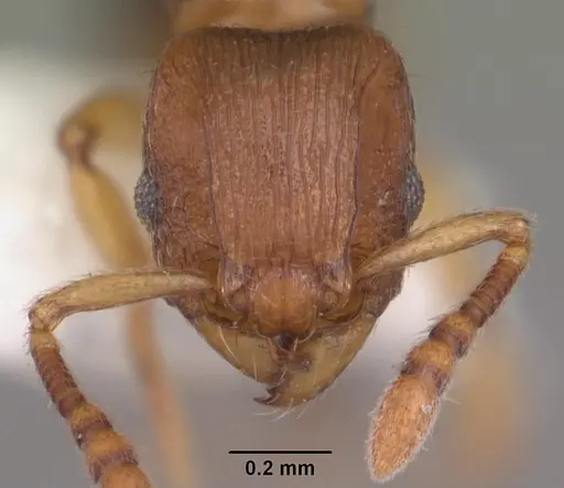 Tetramorium cognatum - CASENT0102343