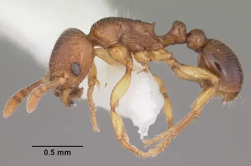 Tetramorium cognatum - CASENT0102343