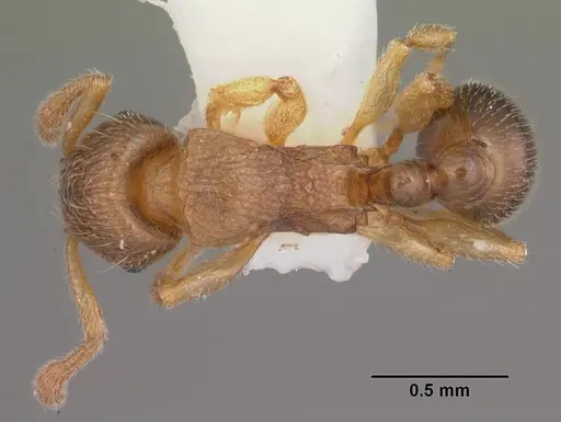 Tetramorium cognatum - CASENT0102344