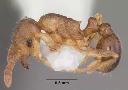 Tetramorium cognatum - CASENT0102344