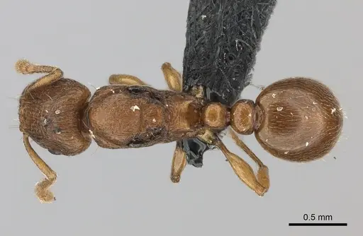 Tetramorium cognatum - CASENT0107931