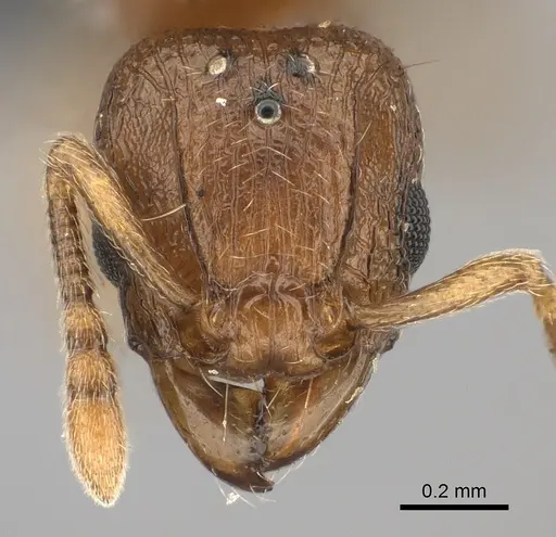 Tetramorium cognatum - CASENT0107931