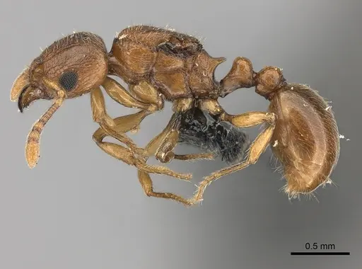 Tetramorium cognatum - CASENT0107931