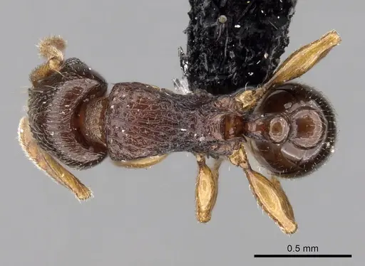 Tetramorium cognatum - CASENT0118449
