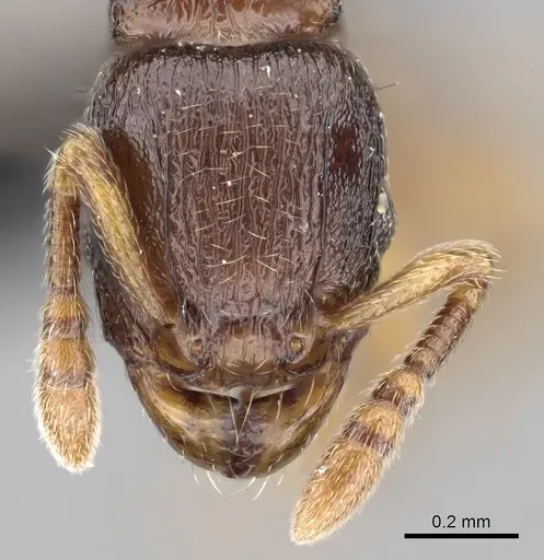 Tetramorium cognatum - CASENT0118449
