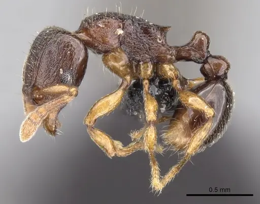 Tetramorium cognatum - CASENT0118449