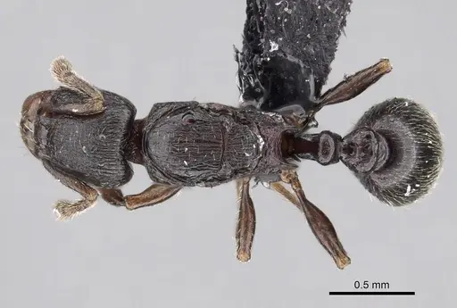 Tetramorium cognatum - CASENT0119563