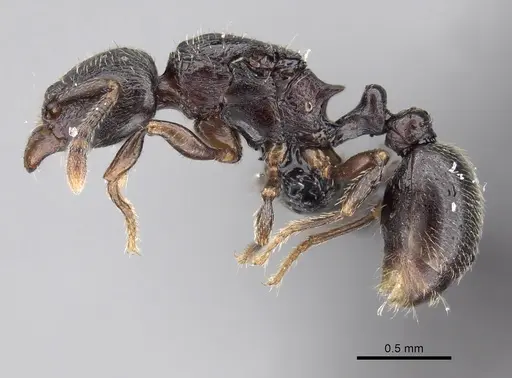 Tetramorium cognatum - CASENT0119563