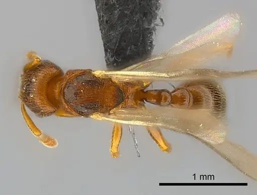 Tetramorium cognatum - CASENT0121800