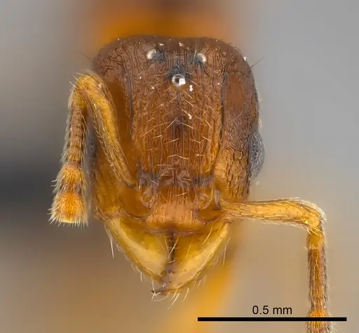 Tetramorium cognatum - CASENT0121800
