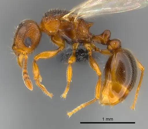 Tetramorium cognatum - CASENT0121800