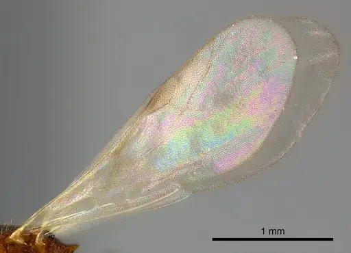Tetramorium cognatum - CASENT0121800