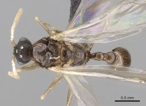 Tetramorium cognatum - CASENT0148746