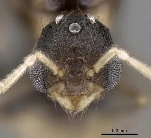 Tetramorium cognatum - CASENT0148746