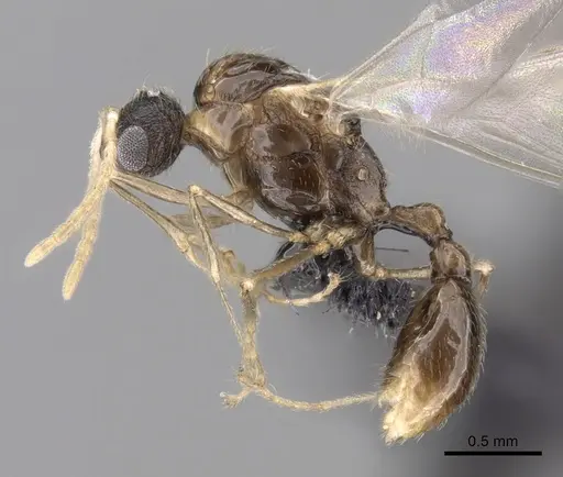Tetramorium cognatum - CASENT0148746