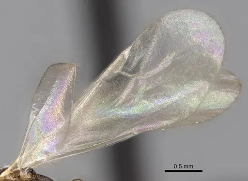 Tetramorium cognatum - CASENT0148746