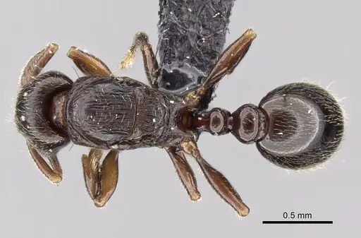Tetramorium cognatum - CASENT0149891