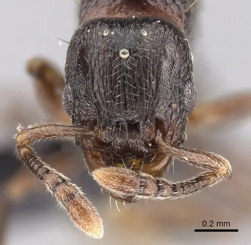 Tetramorium cognatum - CASENT0149891