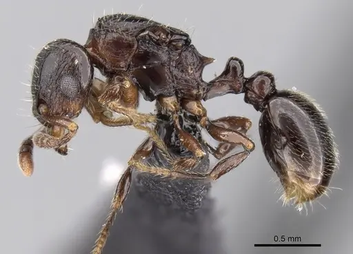 Tetramorium cognatum - CASENT0149891