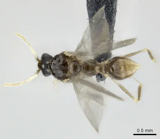 Tetramorium cognatum - CASENT0150524